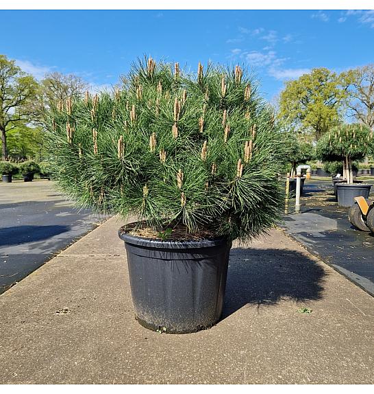 Pinus nigra Brepo C65 Lit. Na steblu 10 cm Krošnja 70-80 cm