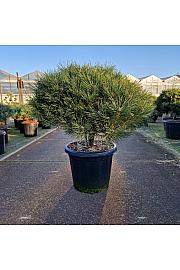 Pinus nigra Brepo C25 Lit. Na steblu 10 cm Krošnja 50-60 cm