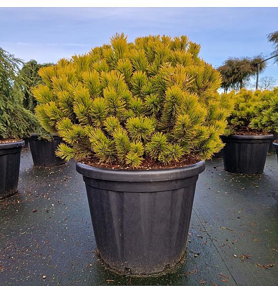 Pinus mugo Wintergold C80 Lit. 80/+ cm Krogla