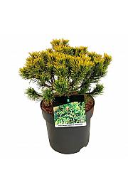 Pinus mugo Carstens Wintergold C7,5 Lit. 25-30 cm