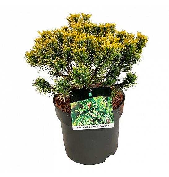 Pinus mugo Carstens Wintergold C7,5 Lit. 25-30 cm