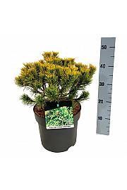 Pinus mugo Carstens Wintergold C7,5 Lit. 25-30 cm