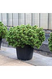 Pinus mugo Wintergold C130 Lit. 100+ cm