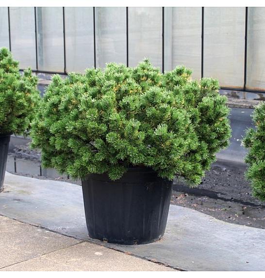 Pinus mugo Wintergold C130 Lit. 100+ cm