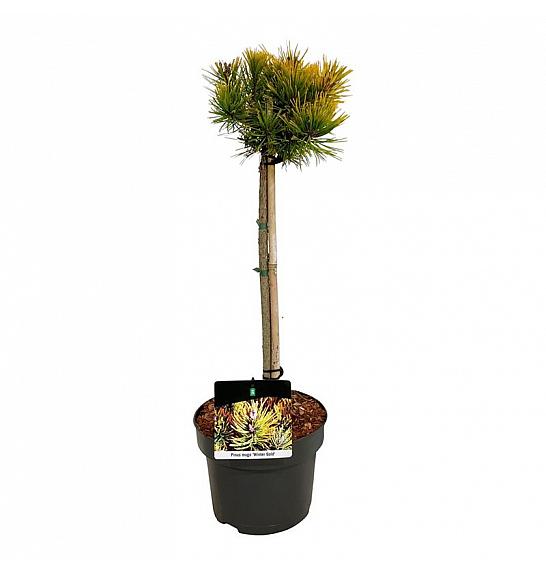 Pinus mugo Winter Gold C5 Lit. Na steblu 40 cm