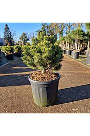Pinus mugo Sherwood Compact C11 Lit. 30-35 cm