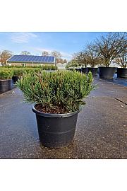 Pinus mugo pumilio C12 Lit. 35-40 cm Krogla