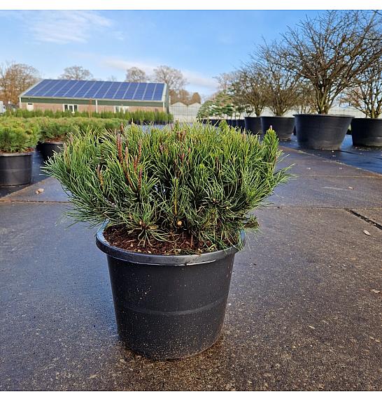 Pinus mugo pumilio C12 Lit. 35-40 cm Krogla