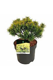 Pinus mugo Ophir C7,5 Lit. 25-30 cm