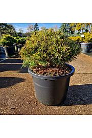 Pinus mugo Ophir C12 Lit. 30-40 cm Krogla