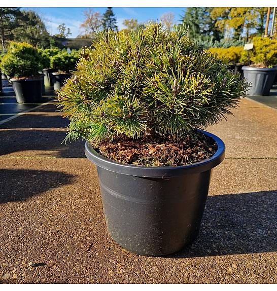 Pinus mugo Ophir C12 Lit. 30-40 cm Krogla