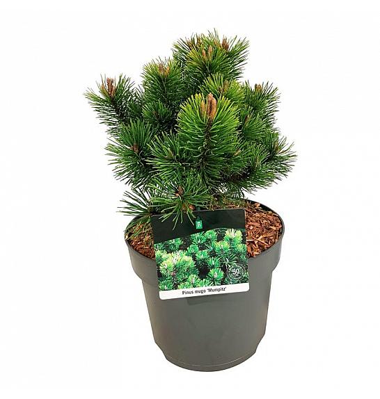 Pinus mugo Mumpitz C7,5 Lit. 25-30 cm