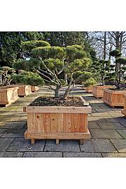 Pinus mugo mughus v lesenem koritu 100x100 cm 125-150 cm Bonsai