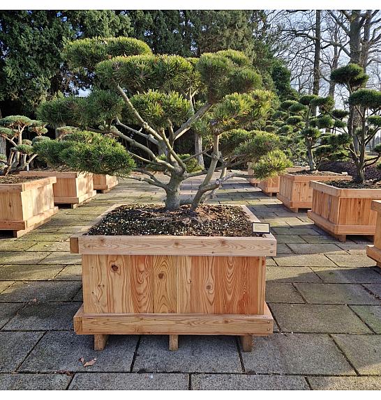 Pinus mugo mughus v lesenem koritu 100x100 cm 125-150 cm Bonsai