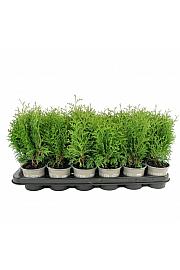 Pinus mugo Mughus Ø9