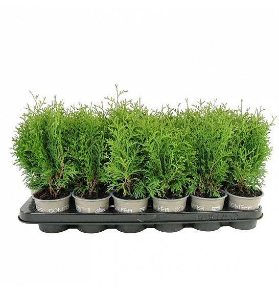 Pinus mugo Mughus Ø9
