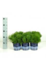 Pinus mugo mughus Ø15 15-20 cm