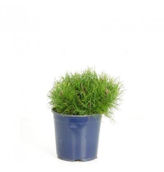 Pinus mugo mughus C2 Lit.15-20 cm