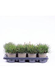 Pinus mugo mughus C1 Lit.10-15 cm
