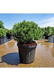 Pinus mugo Mops C20 Lit. 40-50 cm