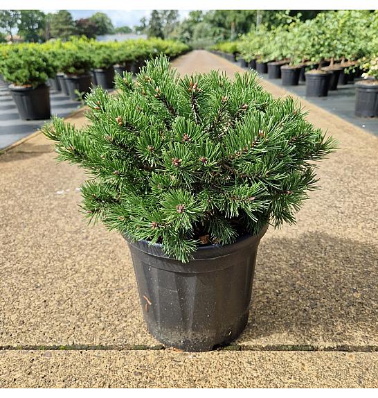 Pinus mugo Klostergrün C8 Lit. 25-30 cm