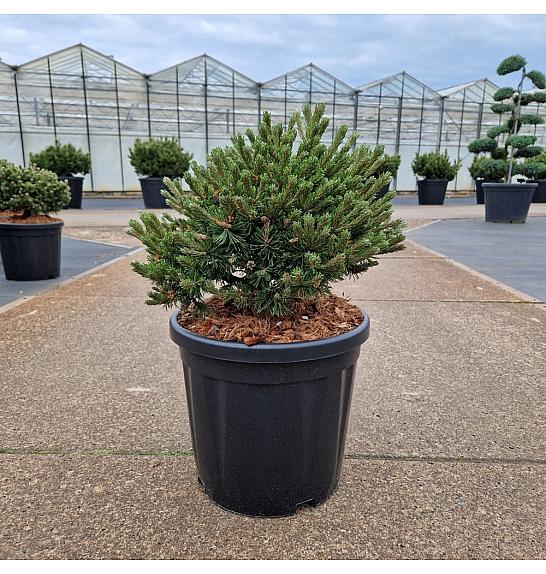 Pinus mugo Klostergrün C18 Lit. 40-50 cm