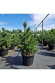 Pinus mugo Gnom C80 Lit. 80-100 cm