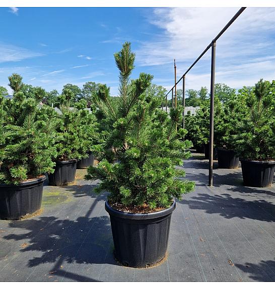 Pinus mugo Gnom C80 Lit. 80-100 cm
