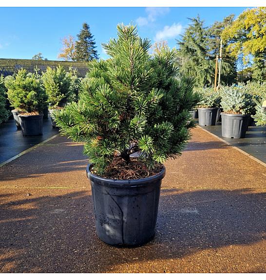 Pinus mugo Gnom C18 Lit. 50-60 cm