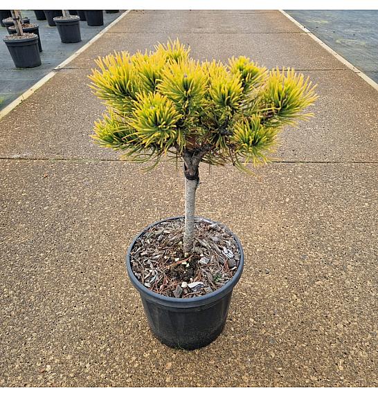 Pinus mugo Carstens Wintergold C6 Lit. Na steblu 20 cm
