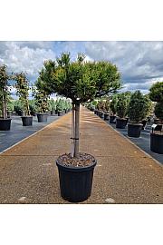 Pinus mugo Carstens Wintergold C18 Lit. Na steblu 40 cm Krošnja 40-45 cm