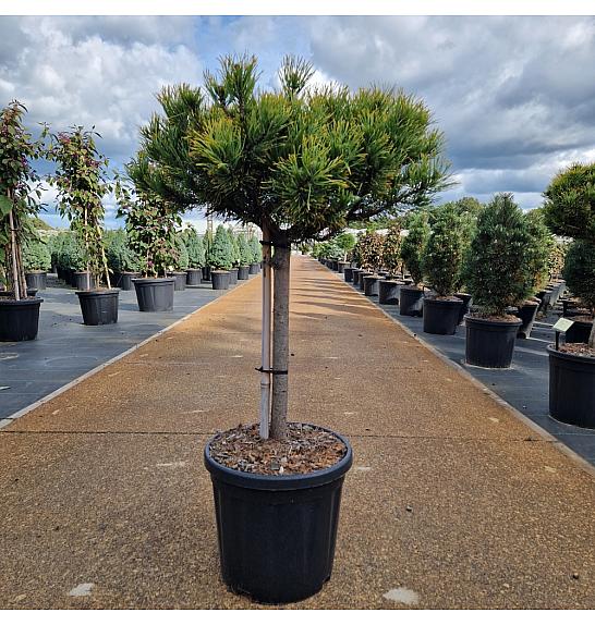 Pinus mugo Carstens Wintergold C18 Lit. Na steblu 40 cm Krošnja 40-45 cm