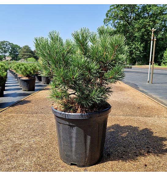 Pinus mugo Carstens Wintergold C18 Lit. 40-45 cm