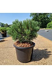 Pinus mugo Carstens Wintergold C12 Lit. 30-40 cm