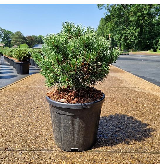 Pinus mugo Carstens Wintergold C11 Lit. 30-35 cm
