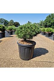Pinus mugo Benjamin C8 Lit. 25-30 cm