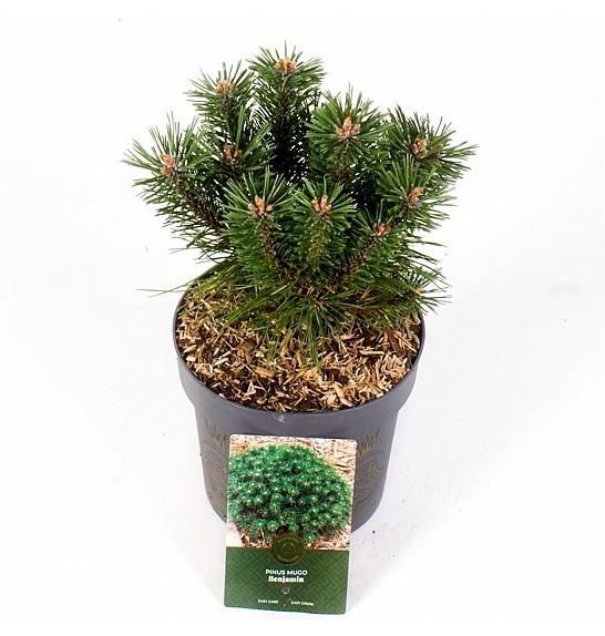 Pinus mugo Benjamin C2,5 Lit. 15-20 cm
