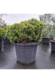 Pinus mugo Mops C110 Lit. 80-100 cm