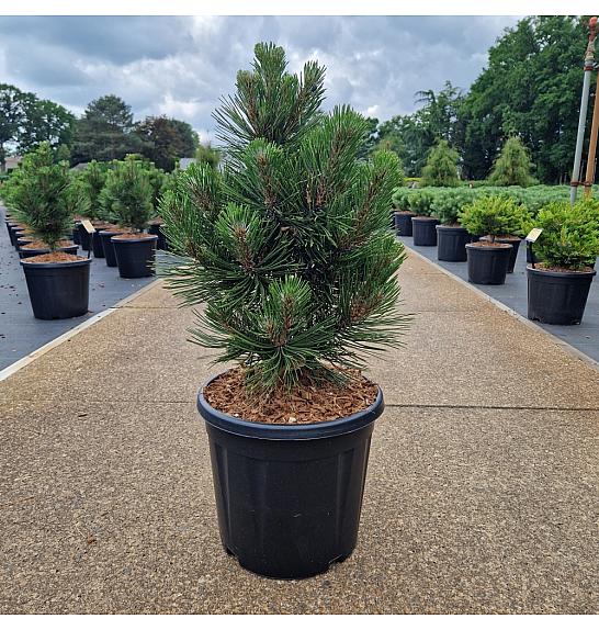 Pinus leucodermis Malinki C15 Lit. 50/+ cm