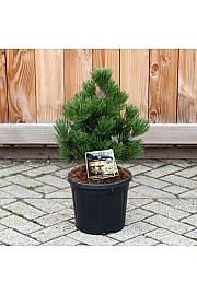 Pinus leucodermis Irish Bell C11 Lit. 35-40 cm
