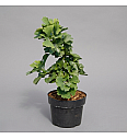 Ginkgo biloba Troll C8 Lit. 40-50 cm