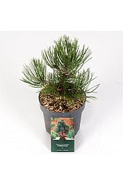 Pinus heldreichii Compact Gem C2,5 Lit. 25-30 cm