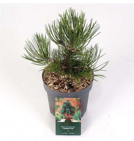 Pinus heldreichii Compact Gem C2,5 Lit. 25-30 cm