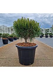 Pinus densiflora Alice Verkade C25 Lit. 50-60 cm