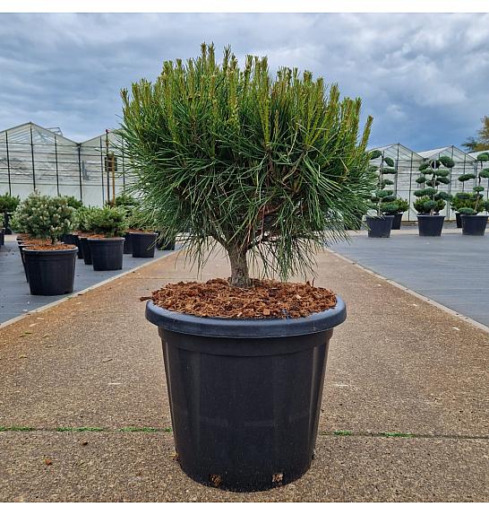 Pinus densiflora Alice Verkade C25 Lit. 50-60 cm