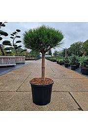 Pinus densiflora Alice Verkade C20 Lit. Na steblu 40 cm Krošnja 40 cm