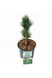 Pinus cembra Glauca C2,5 Lit. 15-20 cm