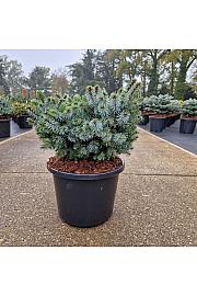 Picea sitchensis Silberzwerg C12 Lit. 30-35 cm