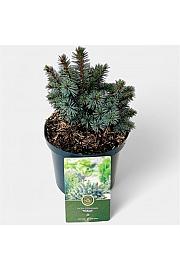 Picea sitchensis Midget C2,5 Lit. 20-25 cm