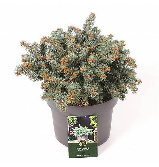 Picea pungens Waldbrunn C5 Lit. 25-30 cm